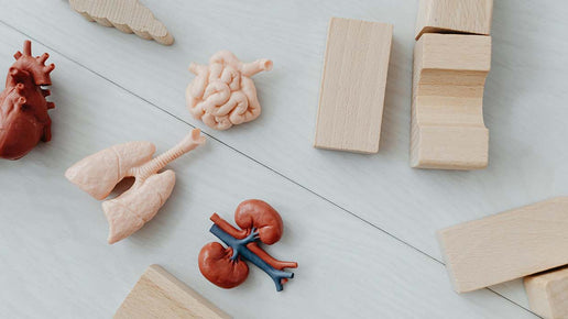 Dry Herb Vaporizers & Health: 7 Scientific Studies