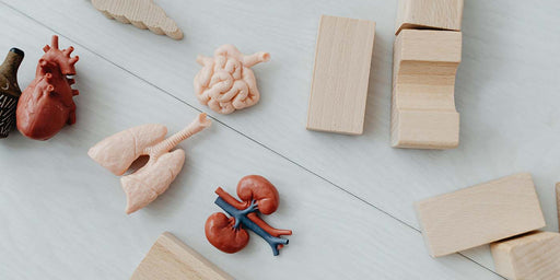 Dry Herb Vaporizers & Health: 7 Scientific Studies